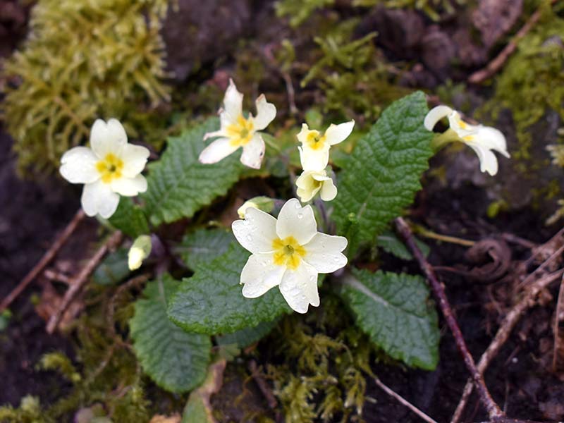 Primrose in spring.